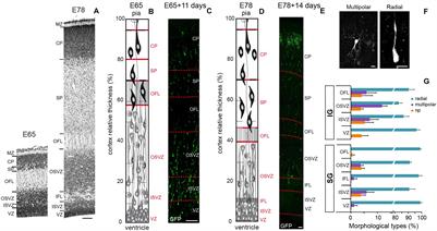 Radial Migration Dynamics Is Modulated in a Laminar and Area-Specific Manner During Primate Corticogenesis